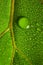 macrophotograph of a dewy tropical leaf