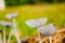 Macrophotograph of a fungus or mushroom in the family Agaricaceae in its natural space.