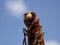 Macrophotograph of a huge Eastern hornet orientalis Vespa against a blue sky on a Sunny summer day.