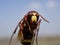 Macrophotograph of a huge Eastern hornet orientalis Vespa against a blue sky on a Sunny summer day.