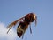 Macrophotograph of a huge Eastern hornet orientalis Vespa against a blue sky on a Sunny summer day.