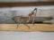 Macrophotograph of a large gray migratory locust Locusta migratoria on a wooden Board on a gray background on a Sunny summer day.