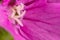 Macrophotograph of pink flower head with focus on stamen