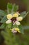 Macrophotographie of a wild flower - Hyoscyamus albus
