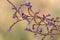 Macrophotographie of a wild flower - Limonium narbonense