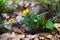 Macrophotography beauty wild spring nature. Small yellow flower in forest on the background of dry leaves