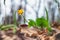 Macrophotography beauty wild spring nature. Small yellow flower in forest on the background of dry leaves