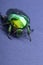 Macrophotography of beetle bronze, Ð¡etonia aurata