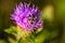 Macrophotography of bumblebee on purple flower