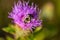 Macrophotography of bumblebee on purple flower