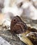 Macrophotography of a butterfly Satyrus ferula