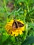 Macrophotography close up yellow flower insect