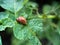Macrophotography of the Colorado potato beetle or Colorado potato beetle, or potato leaf beetle Latin Leptinotarsa decemlineata