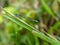 Macrophotography of a common blue damselfly on a spade of grass