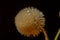 Macrophotography of a dandelion with dark background and water drops
