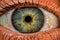 Macrophotography of eye - Beautiful greenish eye closeup