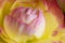 Macrophotography fresh peonie pink and yellow flower detail