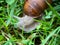 Macrophotography of a grape snail Latin Helix pomatia