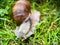 Macrophotography of a grape snail Latin Helix pomatia