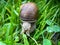 Macrophotography of a grape snail Latin Helix pomatia