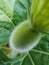 Macrophotography green closeup grrenleaf fruit