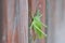 Macrophotography of a green grasshoppe