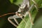 Macrophotography of a large bug bathing on a sunny day