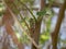 Macrophotography large grey migratory locust Locusta migratoria on a branch of eucalyptus devours leaves on a Sunny summer day.