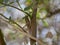 Macrophotography large grey migratory locust Locusta migratoria on a branch of eucalyptus devours leaves on a Sunny summer day.