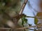 Macrophotography large grey migratory locust Locusta migratoria on a branch of eucalyptus devours leaves on a Sunny summer day.