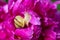 Macrophotography of little snail on blossoming bright peony with lots of wet petals with water droplets on it. Concept