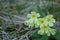 Macrophotography macro flower fresh yellow