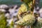 Macrophotography of milkweed pods with milkweed bugs