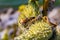 Macrophotography of milkweed pods with milkweed bugs