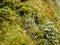 Macrophotography of moss with bokeh effect. Colorful abstract natural background of green moss and seeds, mushrooms and slime mold