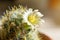 Macrophotography of pale yellow flower of cactus Mammillaria prolifera. Indoor flowering succulents. Floriculture as a hobby