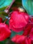 Macrophotography of petals of Begonia ever-flowering cultural (Begonia semperflorens)