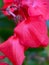 Macrophotography of petals of Begonia ever-flowering cultural (Begonia semperflorens)