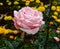 Macrophotography of a pink color rose blooming in a garden