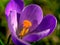 Macrophotography of Pistil orange violet crocus in early spring