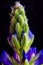 macrophotography of a plant with blue leaves.  wild lupine. Black underground