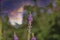 Macrophotography of purple flower, purple loosestrife,  with smooth blur background