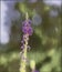 Macrophotography of purple flower, purple loosestrife,  with smooth blur background