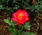 Macrophotography of a red color rose blooming in a garden