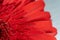 macrophotography of red gerbera flower petals