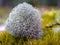 Macrophotography of reindeer lichen growing