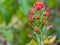 Macrophotography from the side of a scarlet Indian paintbrush wild flower