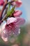 Macrophotography of spring peach blossoms