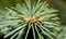 Macrophotography of spruce needles and tiny pine cones