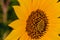 Macrophotography of Sunflowers, Disc and ray florets of Helianthus flowering plant